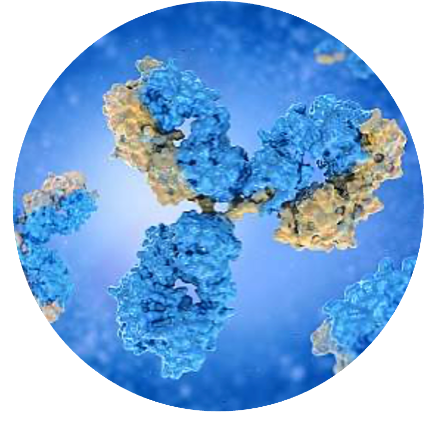 Antibodies, Western Blot Tools and Reagents